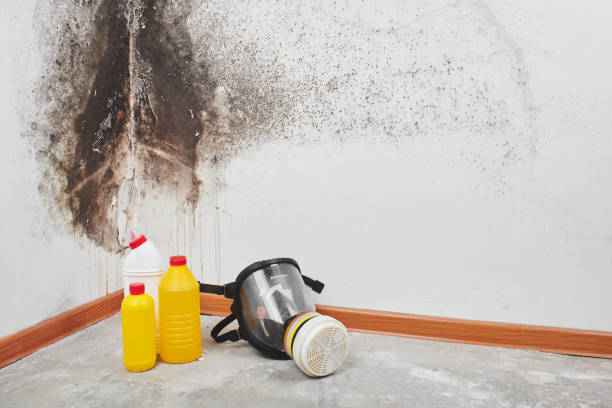 Best Local Mold Removal Service  in Lawton, IA