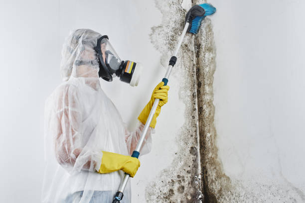 Mold Testing and Removal in Lawton, IA