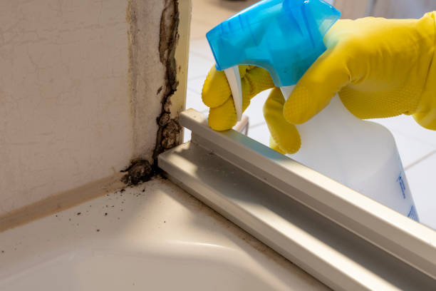 Best Mold Testing and Removal  in Lawton, IA