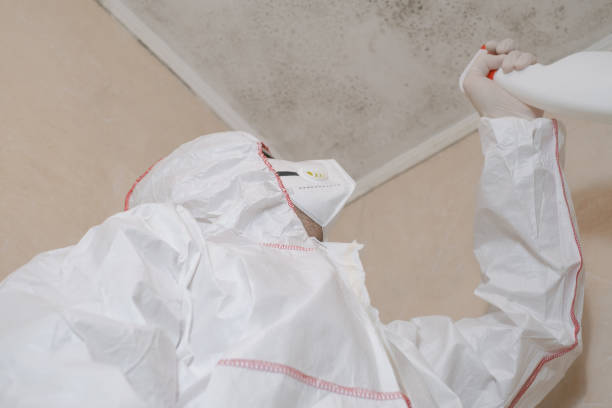 Best Affordable Mold Removal  in Lawton, IA