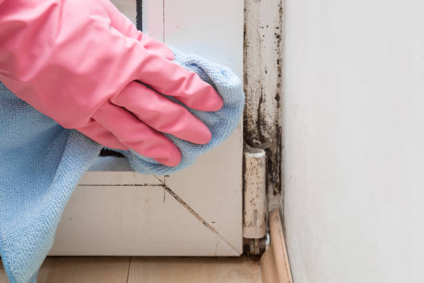 Best Black Mold Removal  in Lawton, IA