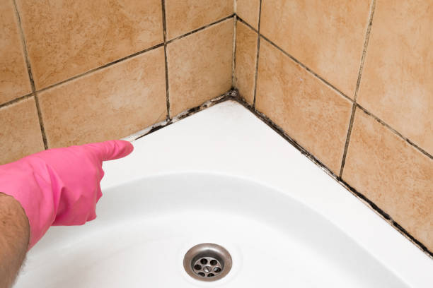 Best Office Mold Removal Services  in Lawton, IA